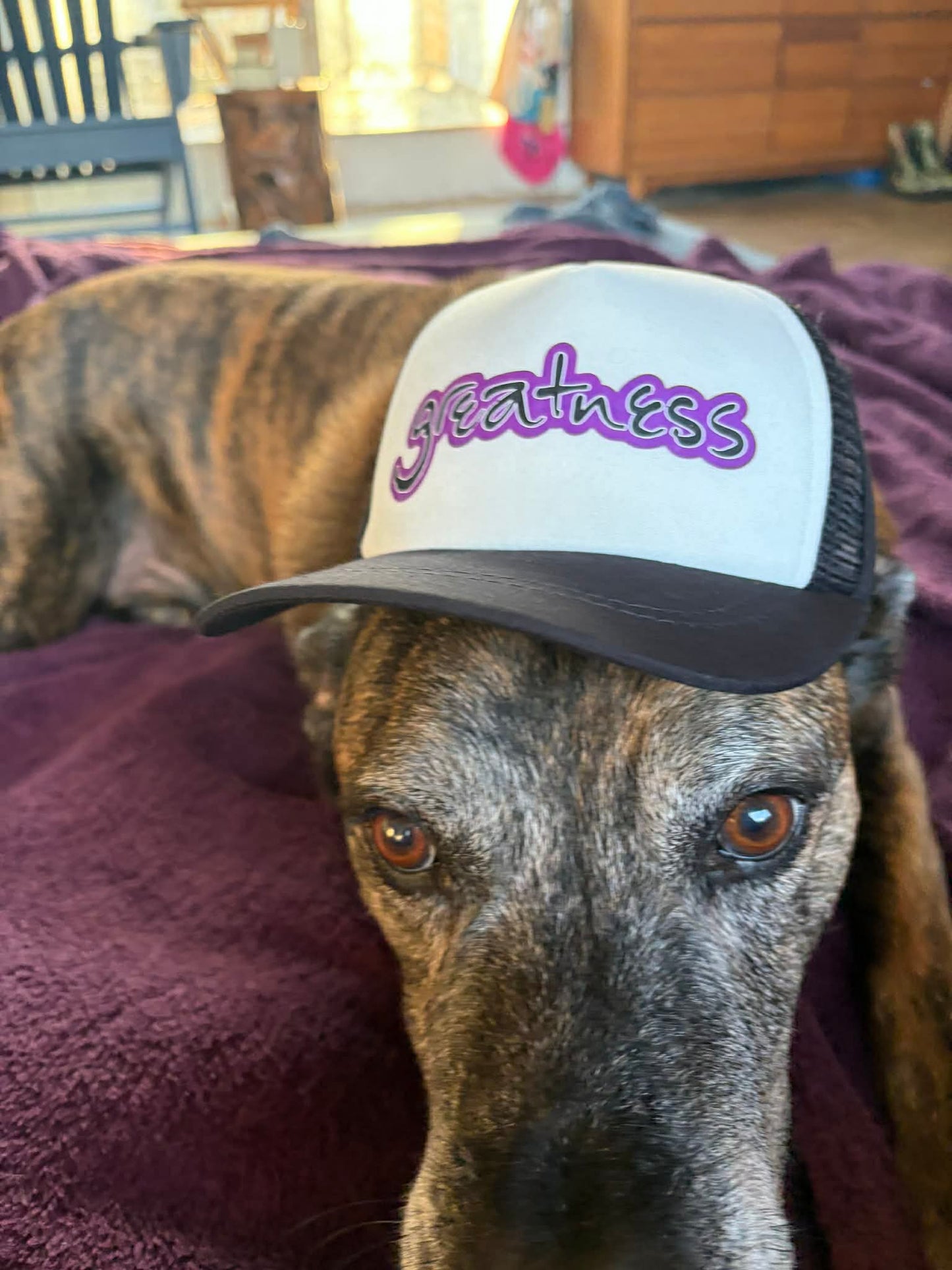 Custom Dog Hats